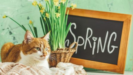 Il gatto cambia il pelo in primavera