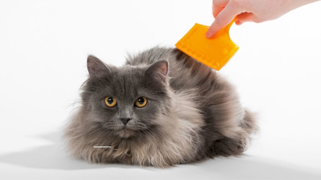 spazzolare il gatto