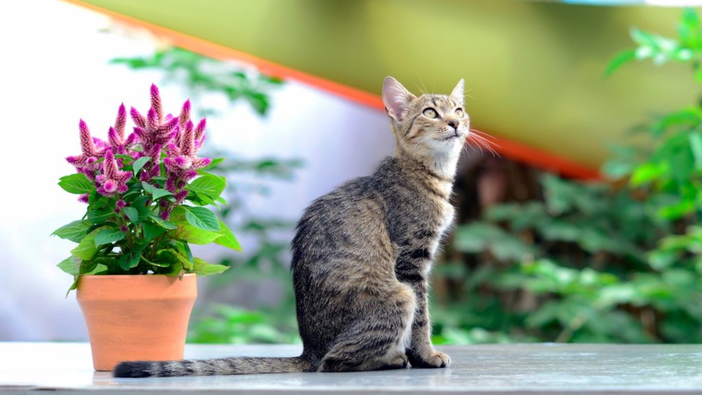 Piante pericolose per i gatti