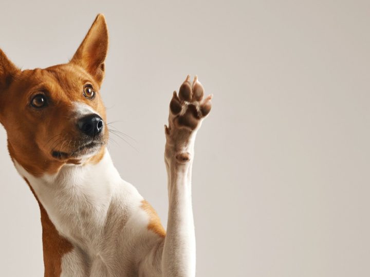 Happy paws: how to protect your dog’s paws