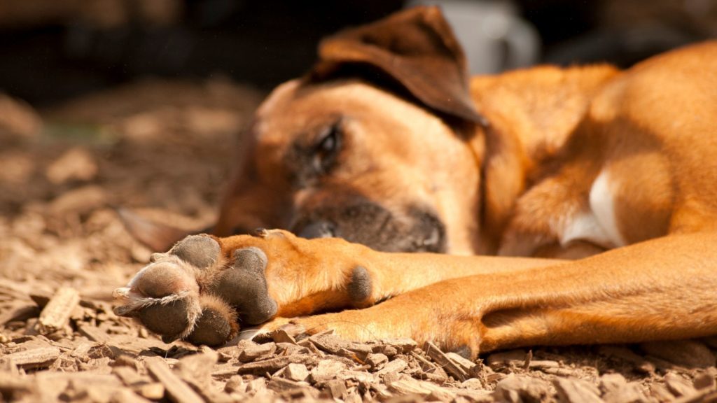 come proteggere le zampe del tuo cane dal caldo