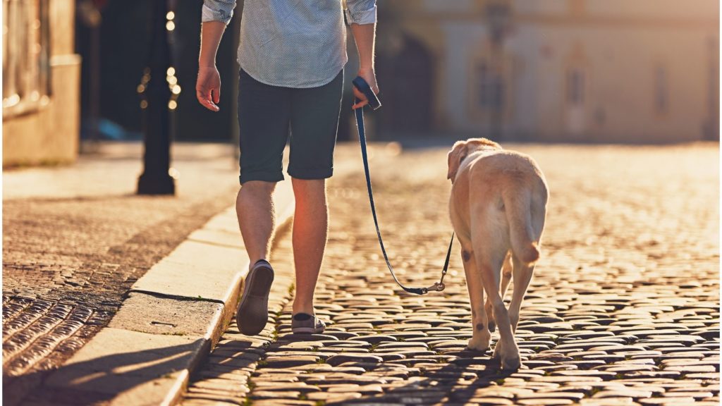 come proteggere le zampe del tuo cane sull'asfalto