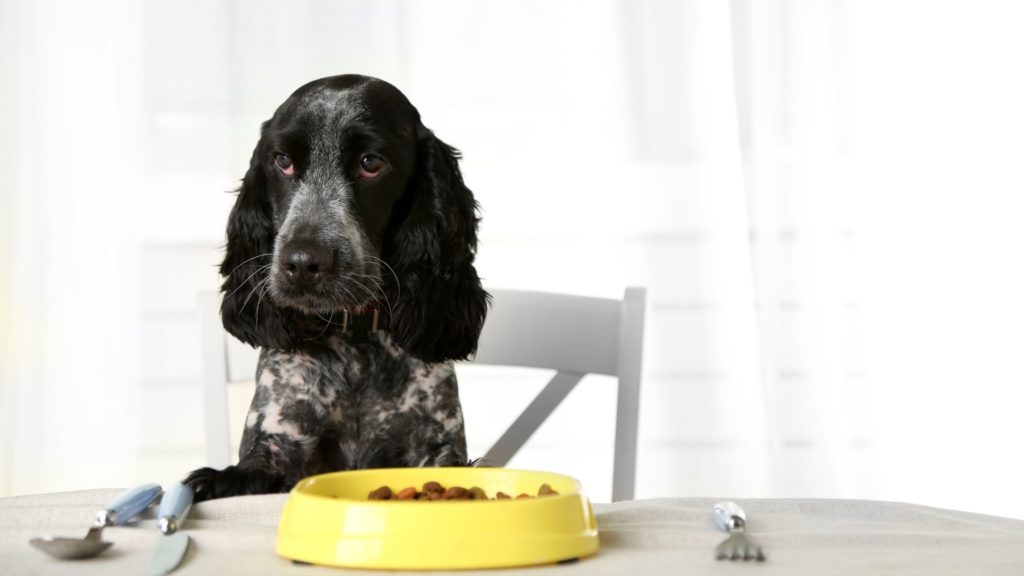 Alimentazione per cani neri