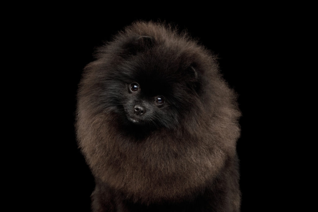 Pomerania Nero