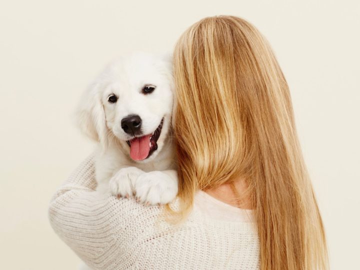 New puppy at home? Checklist of what you cannot miss