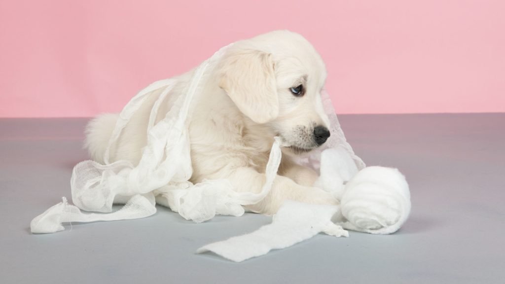 cucciolo di golden retriever