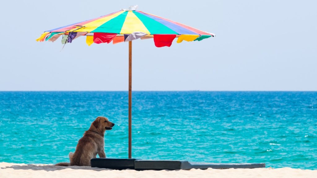 in spiaggia con il cane