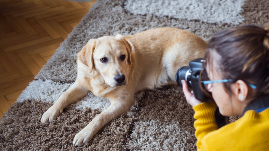 fotografare cani e gatti