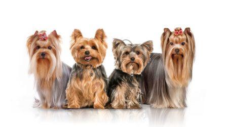 Yorkshire Terrier