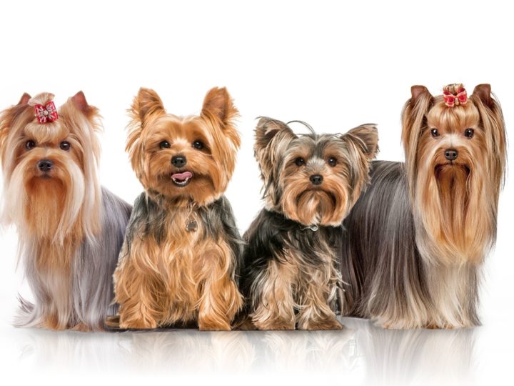 Yorkshire Terrier: piccola taglia, cuore immenso e manto setoso