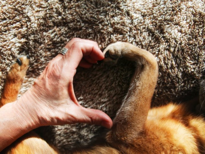 Come proteggere le zampe del cane dal caldo