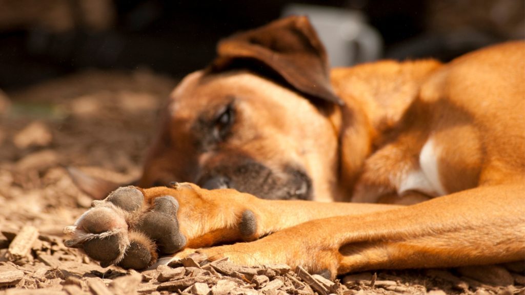 zampe del cane ustionate