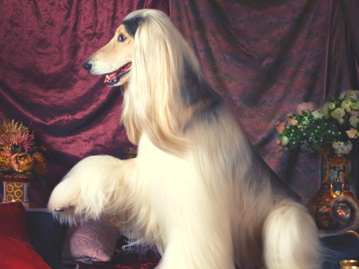 Dog breeds: the elegance of the Afghan Hound