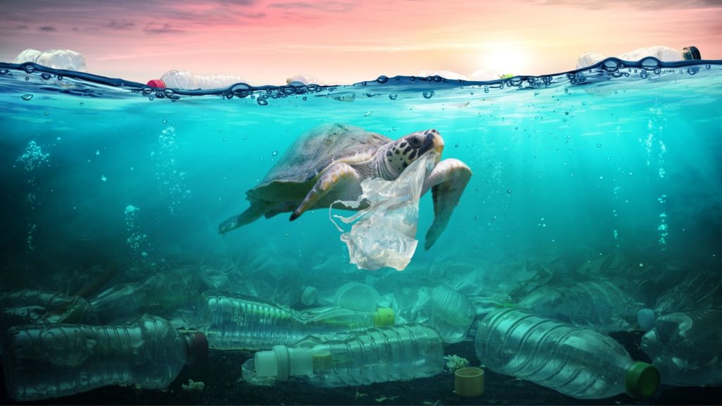 plastica nei mari tartarughe