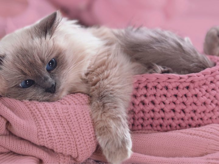 ¿El gato se resfria? Que dolencias puede sufrir tu amigo felino en otoño