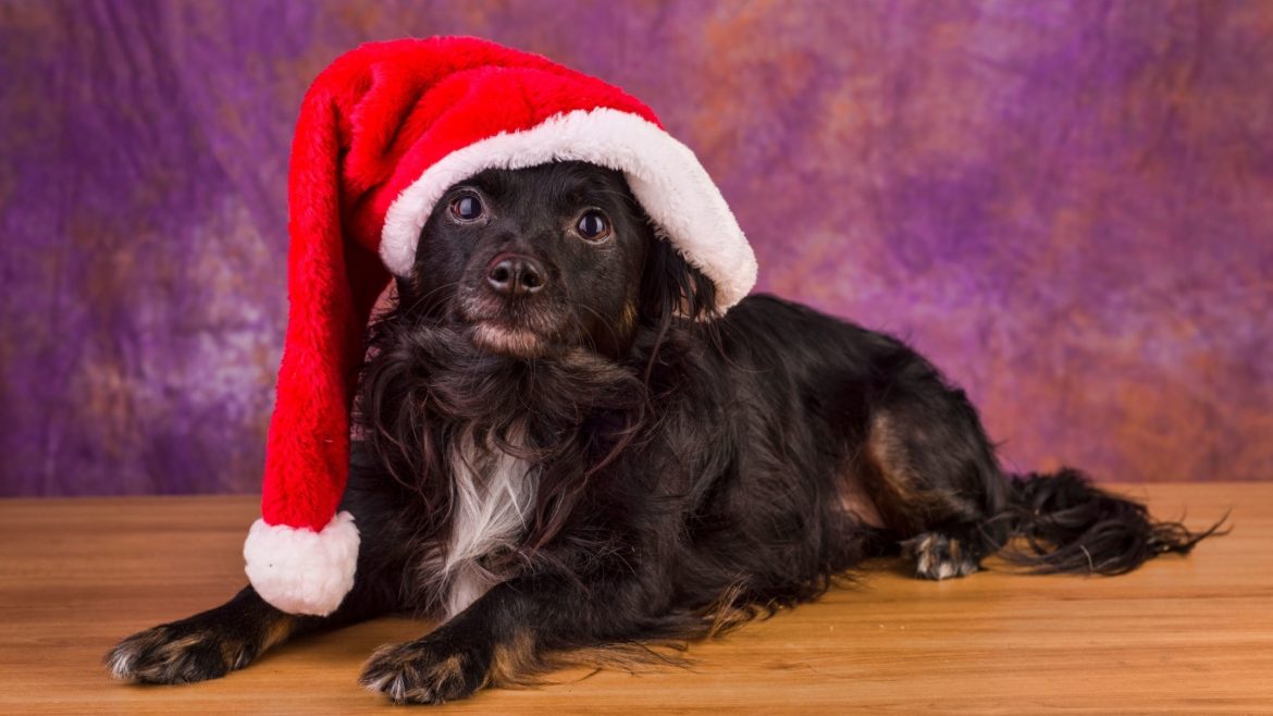 cosa regalare al cane a natale