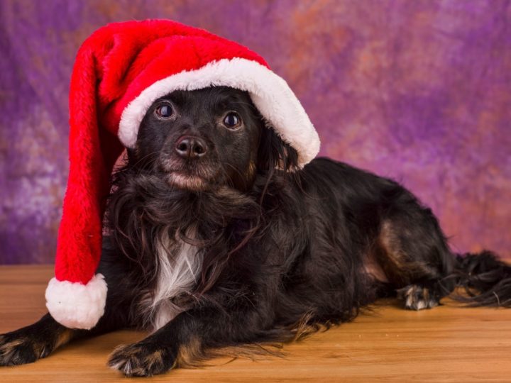 Dicembre è alle porte: perché non fare un regalo di Natale al proprio animale domestico?
