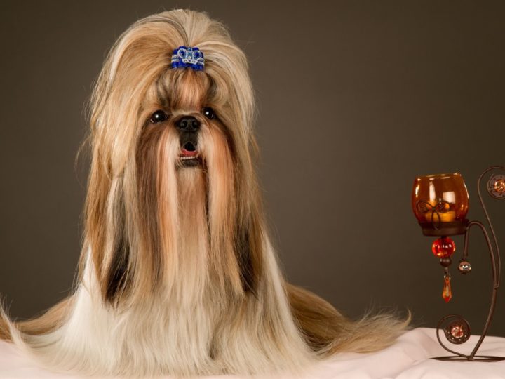 Razze di cani: il soffice amico Shih Tzu