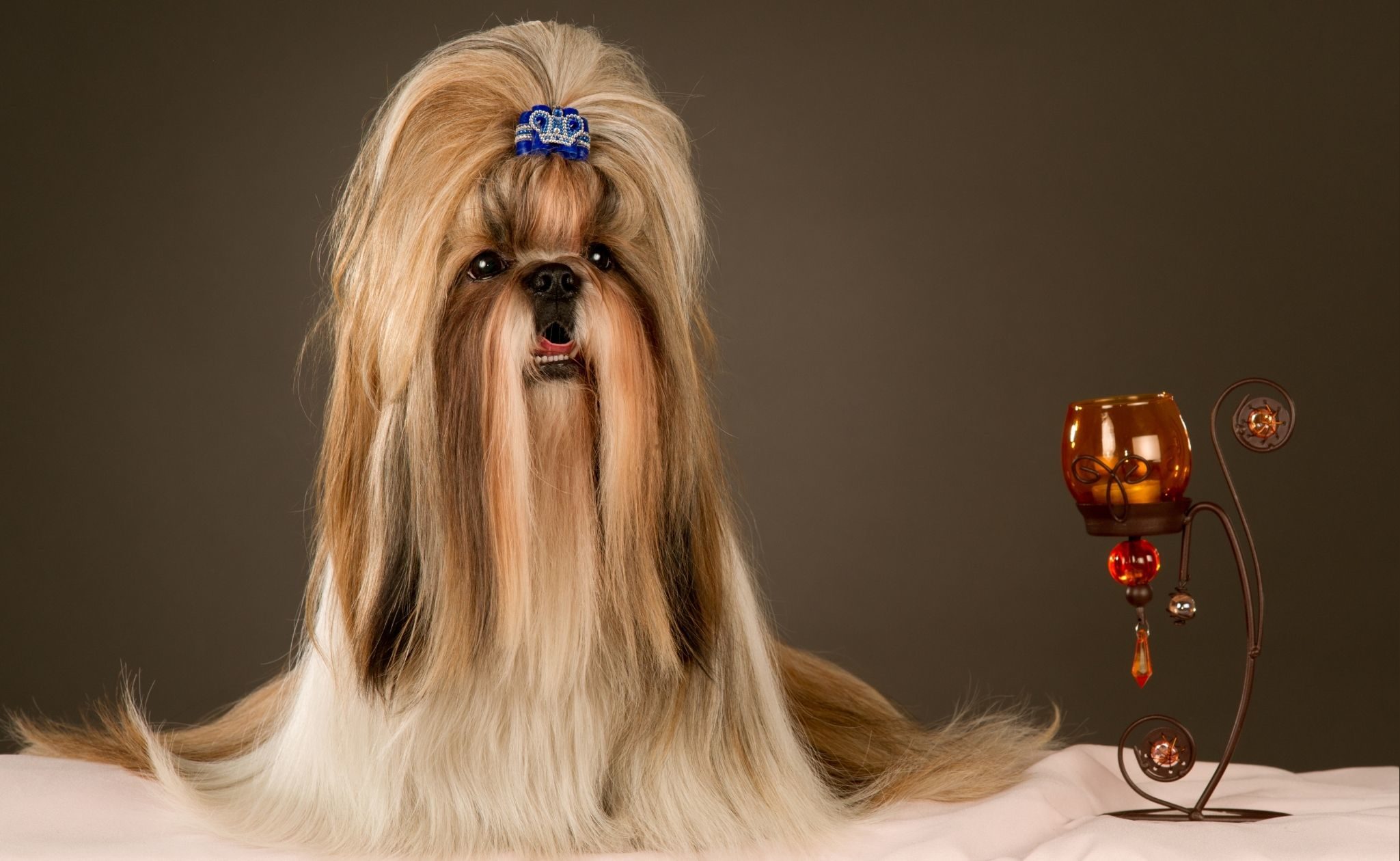 Dog s breeds your fluffy friend the Shih Tzu YUUP