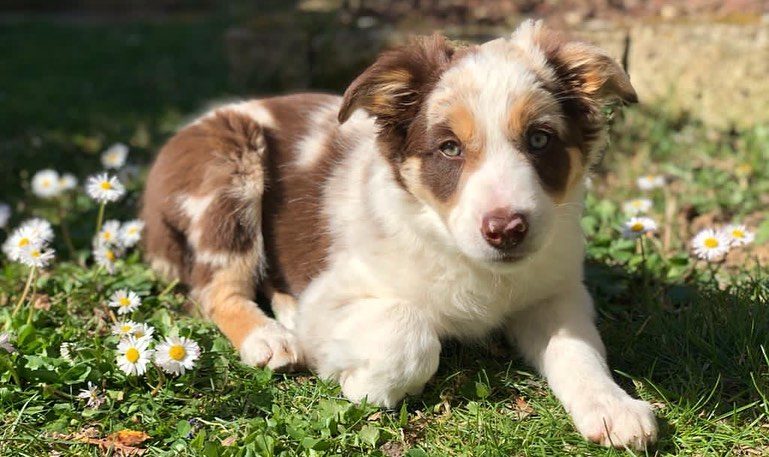 border collie