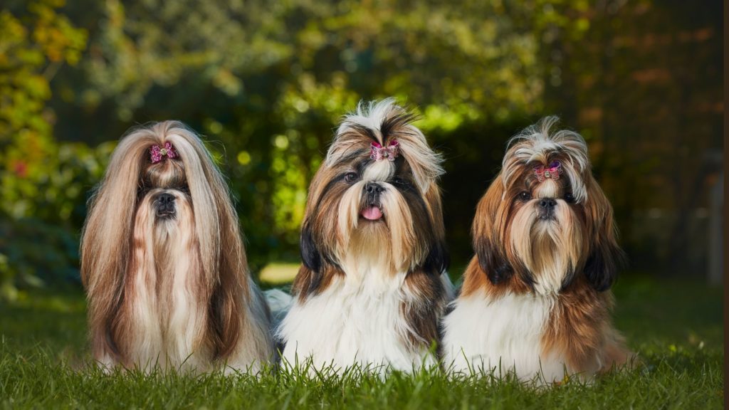 shih tzu a pelo lungo e a pelo corto