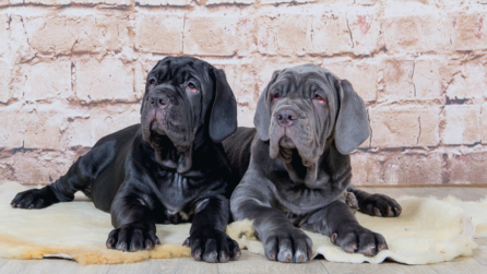  Mastino-napoletano-cucciolo