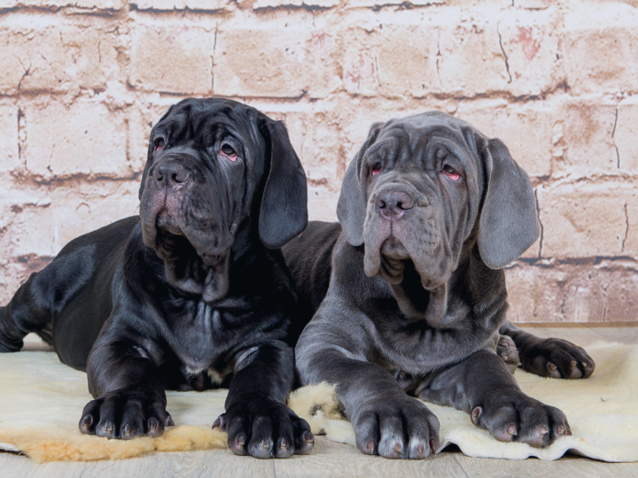 Dog breeds: the Neapolitan mastiff, friendliness and authority