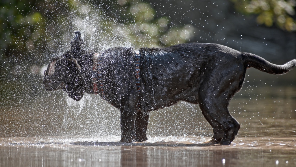 bagno-mastino-napoletano