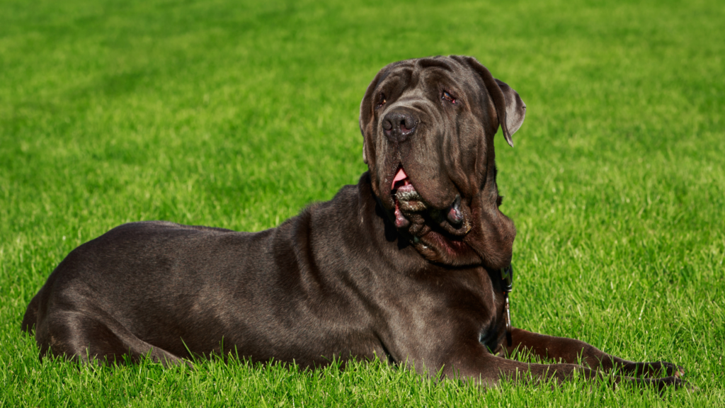 mastino napoletano