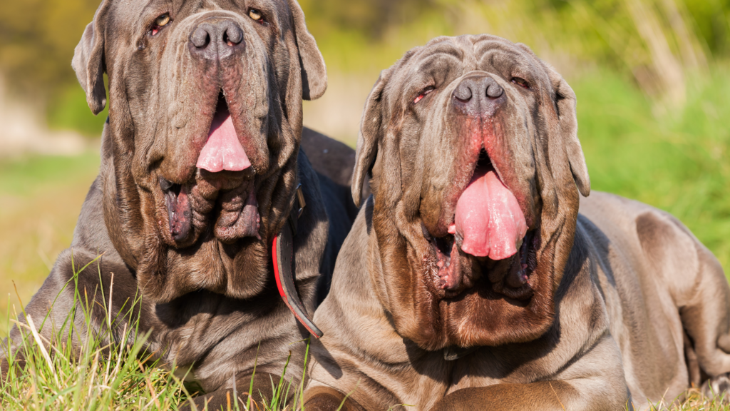 rughe-del-mastino-napoletano