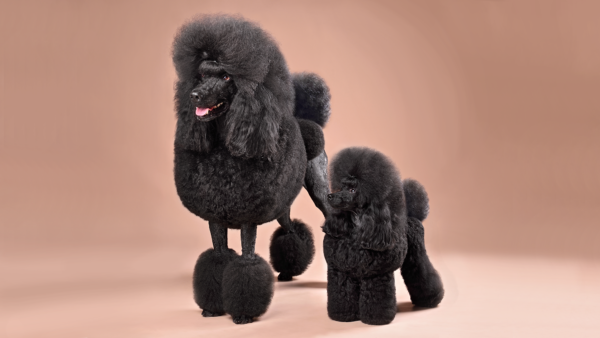 The poodle, the celebrity of dog shows