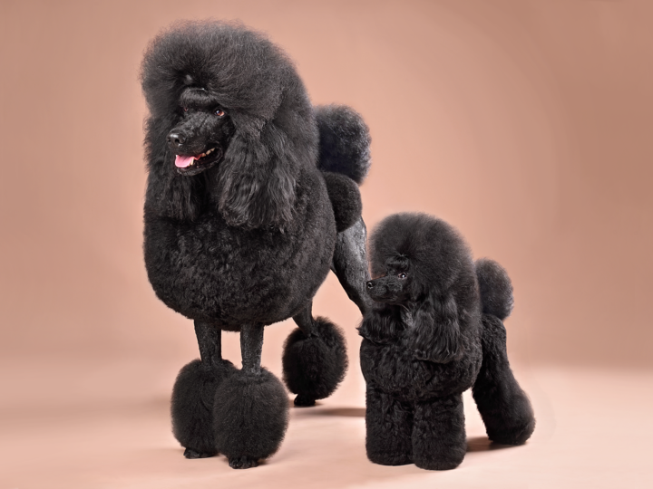 Dog breeds: The Poodle, the star of dog shows