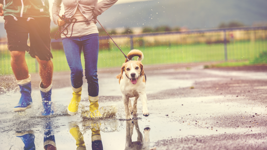 Dog-walking: oggi piove, esco lo stesso?