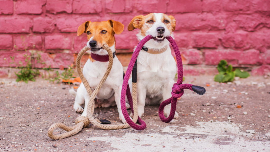 Dog-walking: un’oretta al giorno toglie lo stress di torno!