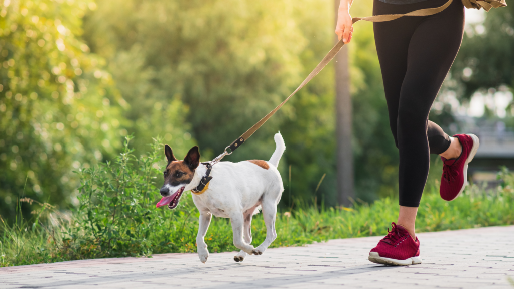 Il dog-walking migliora la salute del tuo cane, ma anche la tua