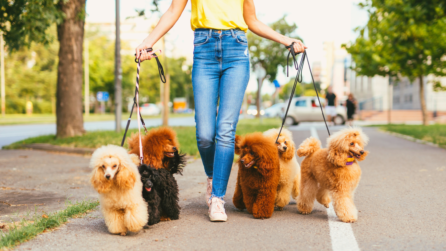Dog-walking: tutti i benefici in una passeggiata!