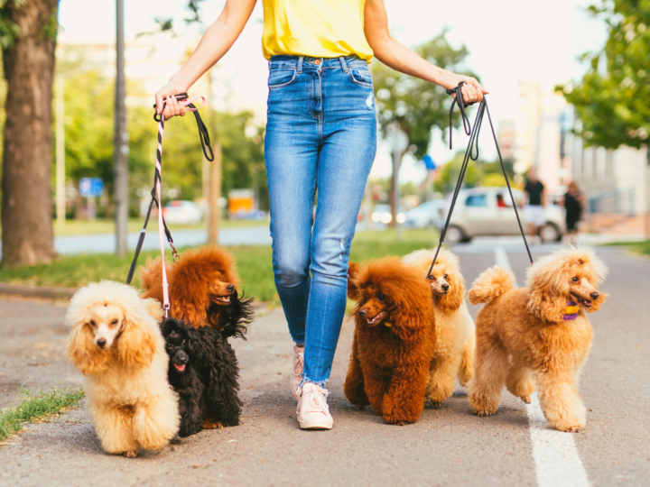 Dog-walking: ¡todos los beneficios en un sólo paseo!