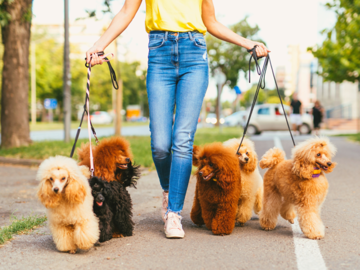 Dog-walking: all the benefits in a walk!