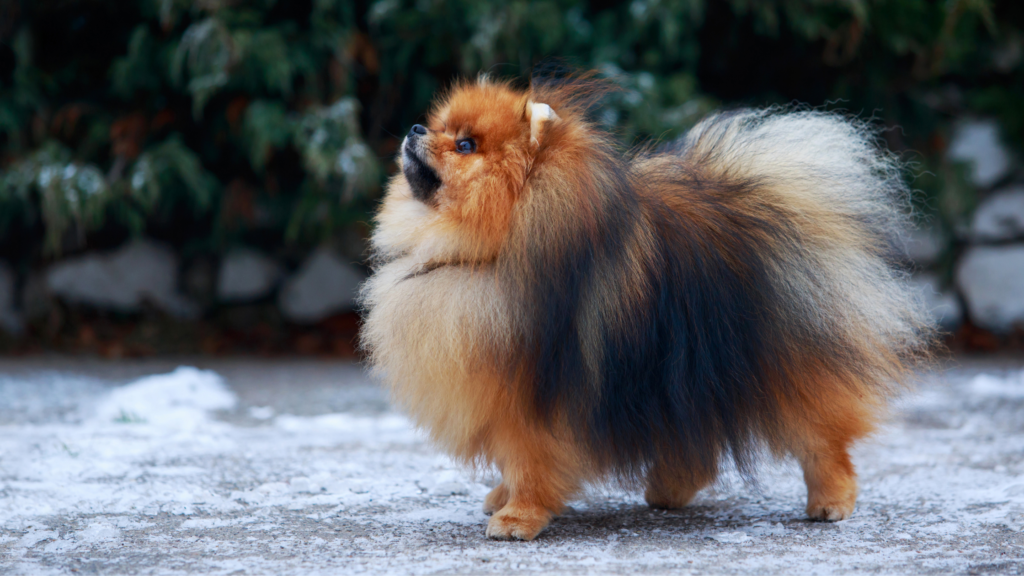 Cura del pomerania, come mantenere bello il pelo effetto nuvola? 