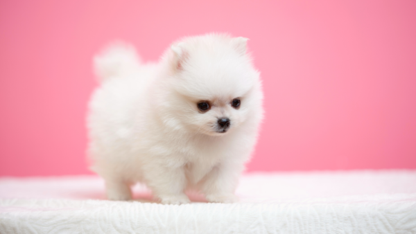 The pomeranian is a cloud of sympathy and determination