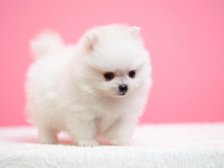 Dog breeds: The Pomeranian, a fluffy cloud of sympathy and determination