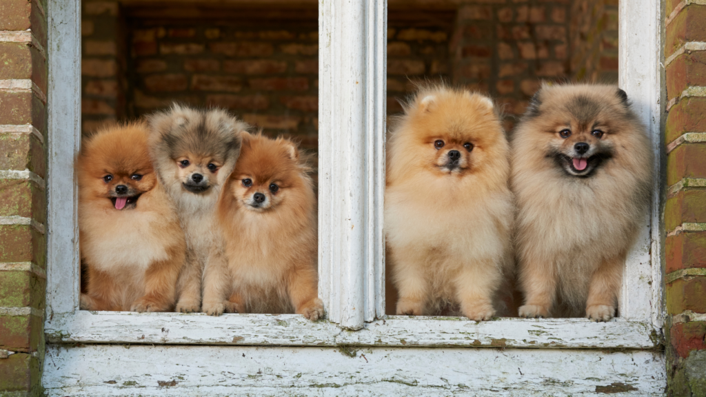 Volpino di Pomerania e spitz tedesco nella storia: cani a confronto 