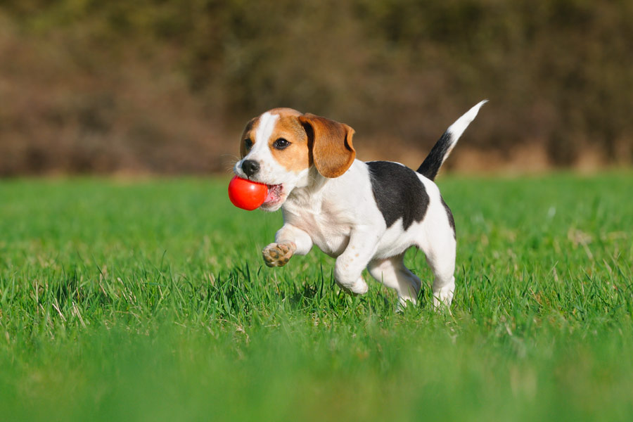 Pensione per animali domestici