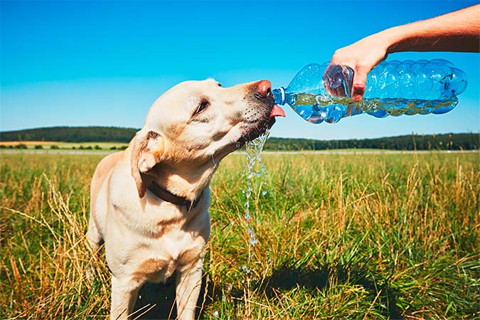 Rimedi contro il caldo per cani e gatti