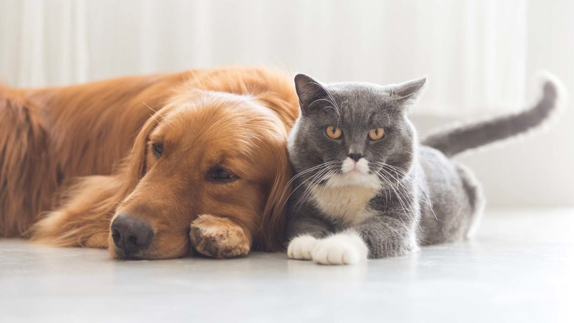 Rimedi contro il caldo per cani e gatti