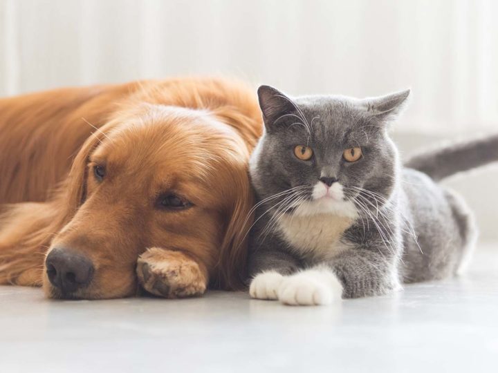 I cani, i gatti e il caldo estivo: come proteggere i tuoi amici a quattro zampe