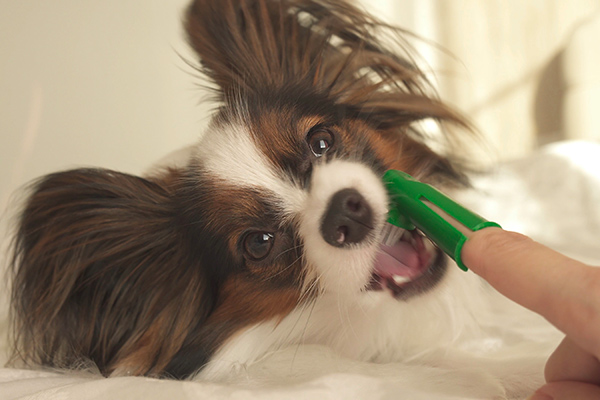 Pulizia denti del cane