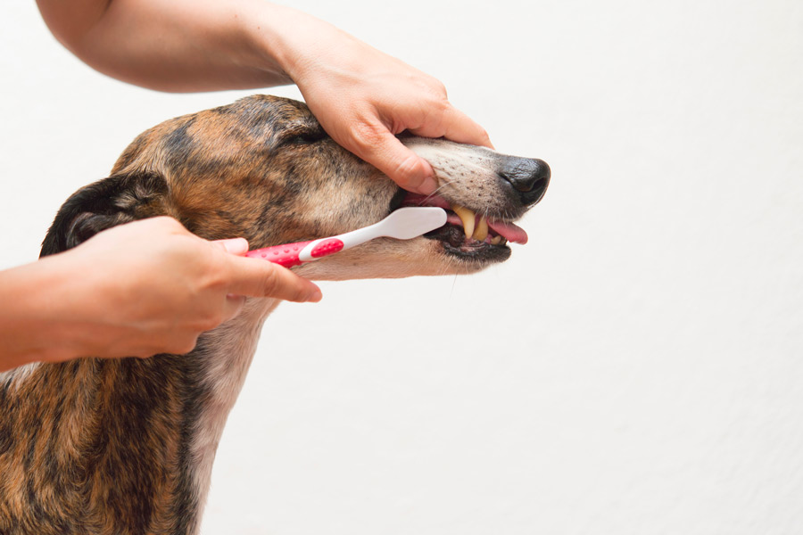 Pulizia denti del cane