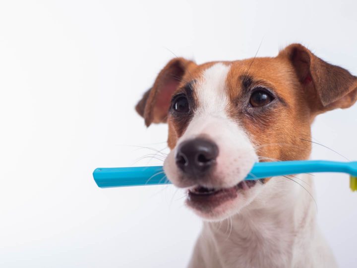 4 consigli utili sulla pulizia denti di un cane
