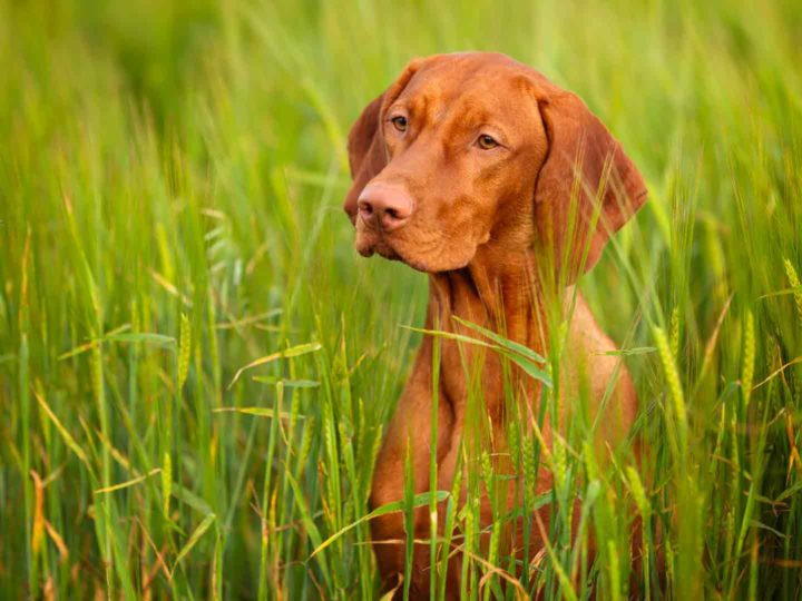 Protecting dogs and cats from fleas, ticks and other parasites